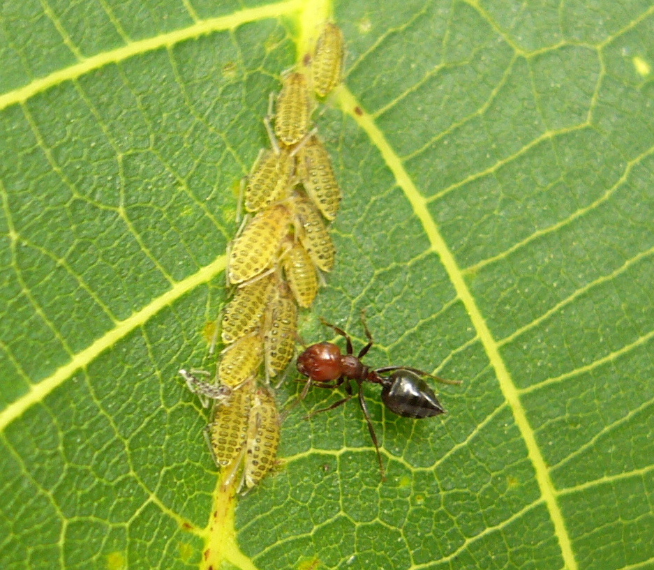 Foumis et pucerons