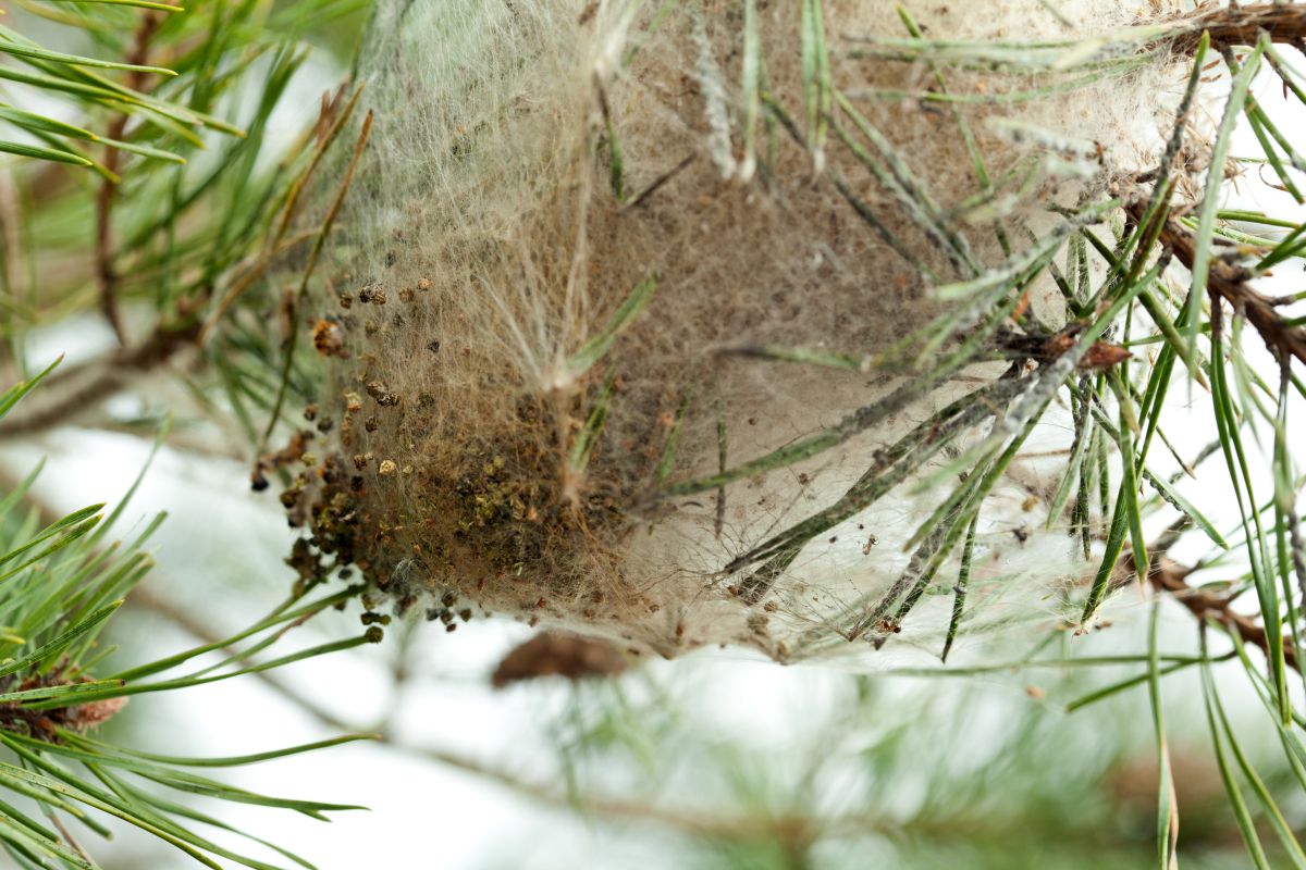 Nid de chenilles processionnaires de pin